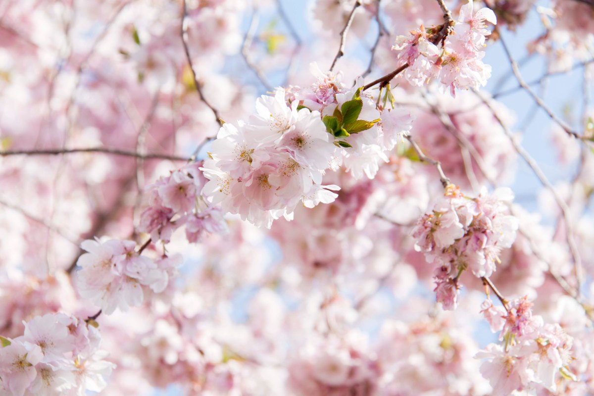 5 elementen: creëer een tuin vol&nbsp;energie